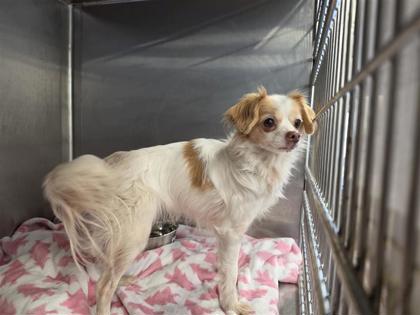 Shelter Stray Female Dog last seen Near ARMATRADING DR; CP, City of Cedar Park, TX, 1855 SE Inner Loop, Georgetown, TX 78626, USA