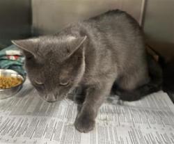 Shelter Stray Male Cat last seen City of Georgetown500 BLK WARLANDER WAY, City of Georgetown, TX, 1855 SE Inner Loop, Georgetown, TX 78626, USA