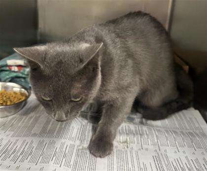 Shelter Stray Male Cat last seen City of Georgetown500 BLK WARLANDER WAY, City of Georgetown, TX, 1855 SE Inner Loop, Georgetown, TX 78626, USA