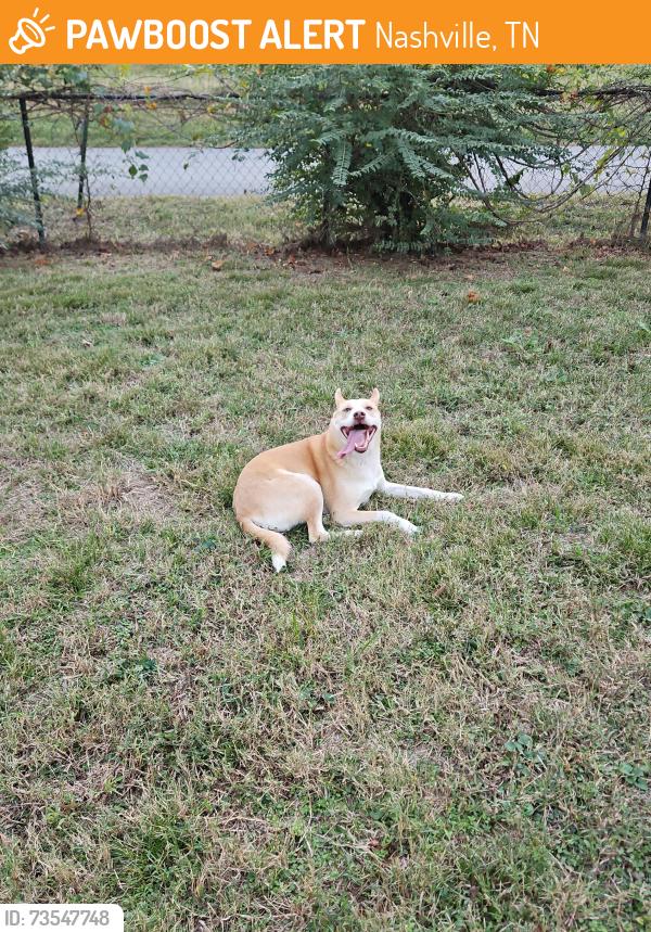 Found/Stray Female Dog last seen Neelys Bend, Nashville, TN 37115
