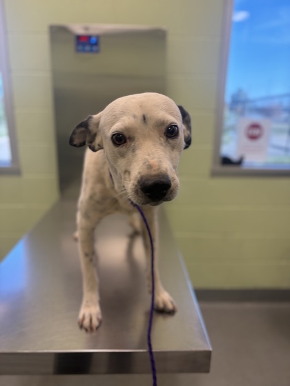 Shelter Stray Male Dog last seen Near S High, Longview, City of, TX, 303 H G Mosley Pkwy, Longview, TX 75604, USA