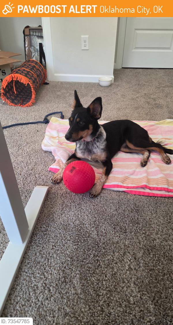 Found/Stray Female Dog last seen N Council NW Expressway, Oklahoma City, OK 73132