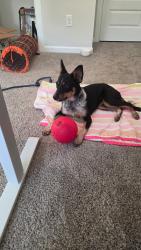 Found/Stray Female Dog last seen N Council NW Expressway, Oklahoma City, OK 73132
