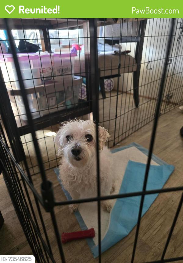 Reunited Female Dog last seen Sylvan Glen ests, Livingston County, MI 48114