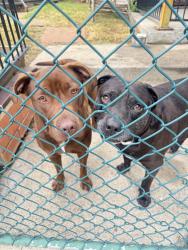 Reunited Female Dog last seen Gilbert Rd, Preston, VIC 3072