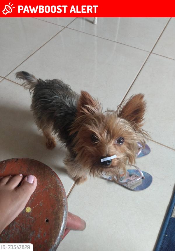 Lost Male Dog last seen Rua Santa Josefina, 713, Aparecida 7ª Seção, MG 31250-170
