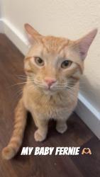 Reunited Male Cat last seen Apache rd and Hopi ct, Henderson, CO 80640