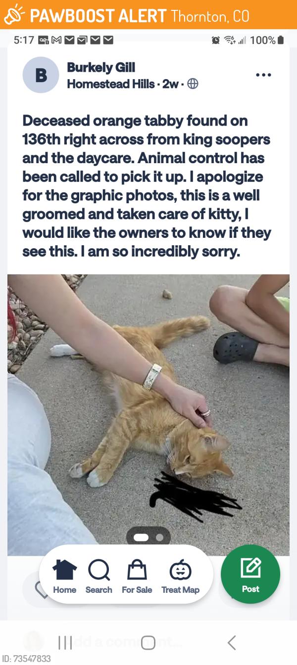 Found/Stray Unknown Cat last seen 136th and Colorado blvd, Thornton, CO 80602