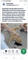 Found/Stray Unknown Cat last seen 136th and Colorado blvd, Thornton, CO 80602
