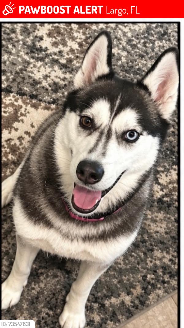 Lost Male Dog last seen Near Keene and Bellaire, Largo, FL 33756