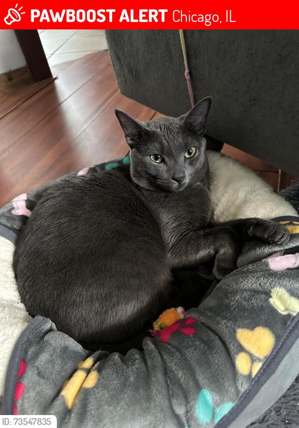 Lost Male Cat last seen N Melvina & w Schubert ave, Chicago, IL 60639