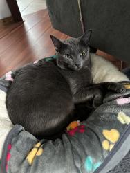 Lost Male Cat last seen N Melvina & w Schubert ave, Chicago, IL 60639