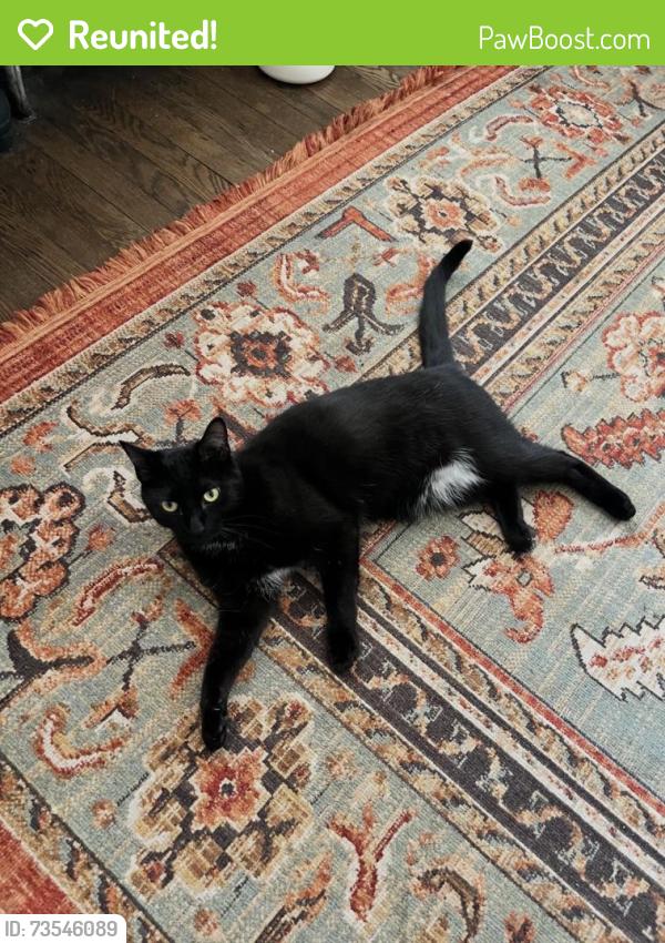 Reunited Male Cat last seen Near Stone St, New Brunswick, NJ 08901, USA, New Brunswick, NJ 08901