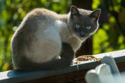 Found/Stray Unknown Cat last seen NE 120th Street and 24th Ave NE, Seattle, WA 98125
