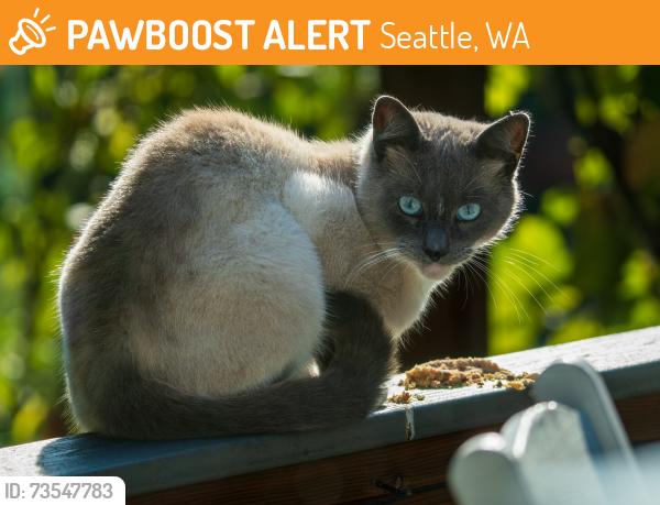 Found/Stray Unknown Cat last seen NE 120th Street and 24th Ave NE, Seattle, WA 98125