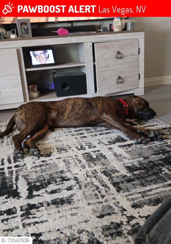 Lost Male Dog last seen Nellis and Stewart, Las Vegas, NV 89110