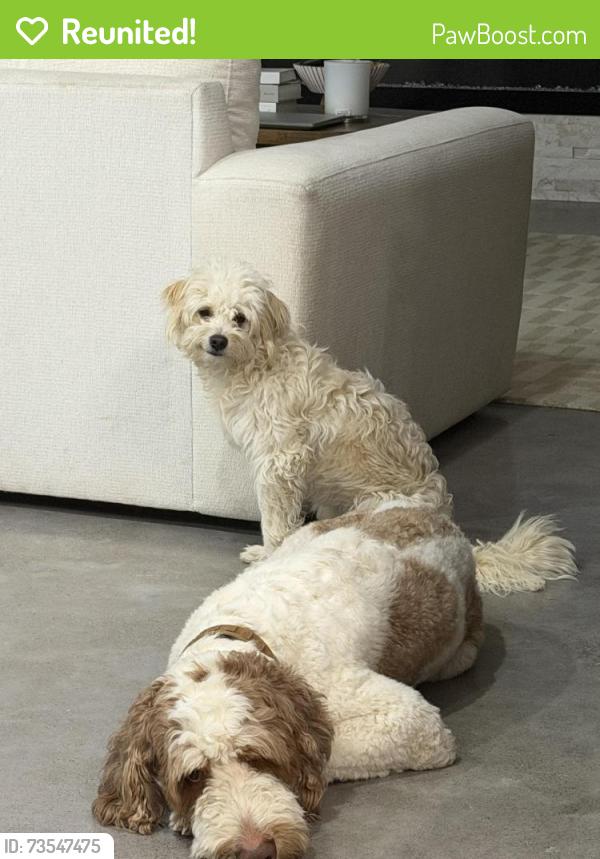 Reunited Male Dog last seen Silverdale dr, Conroe, TX 77301