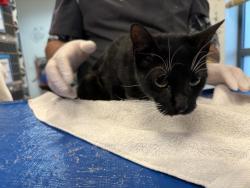Shelter Stray Female Cat last seen Near Eastchester Road, BRONX, NY, 10461, 326 E 110th St, New York, NY 10029, USA