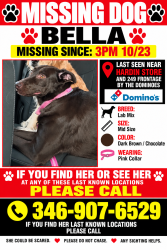 Lost Female Dog last seen Hardin Store and 249, Montgomery County, TX 77354