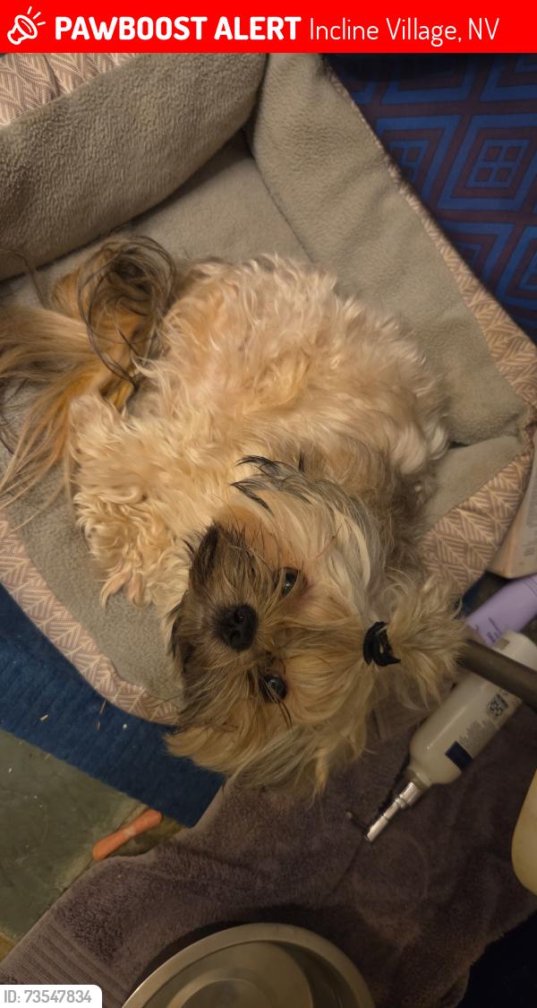 Lost Male Dog last seen Cal neva, Incline Village, NV 96161