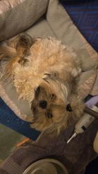 Lost Male Dog last seen Cal neva, Incline Village, NV 96161