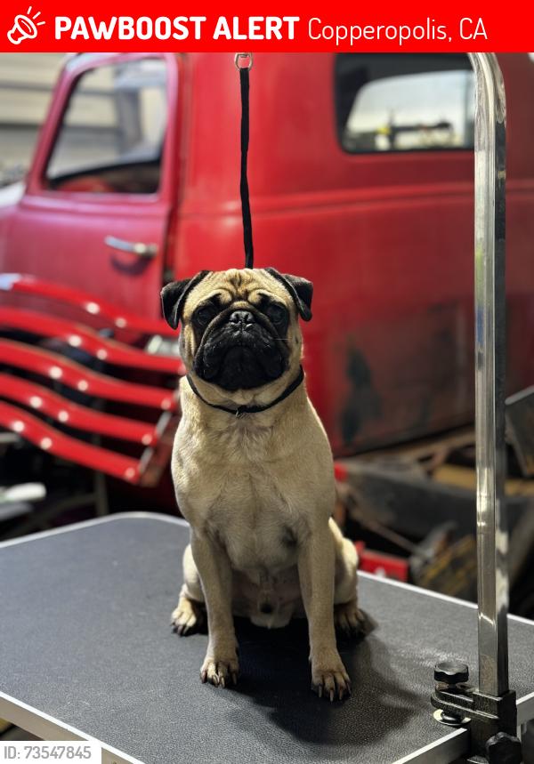 Lost Male Dog last seen Bow dr, Copperopolis, CA 95228