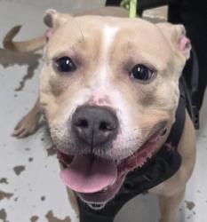 Shelter Stray Female Dog last seen NW 3rd Ave & W Cowlitz Way, KELSO, WA, 98626, 909 Columbia Blvd, Longview, WA 98632, USA