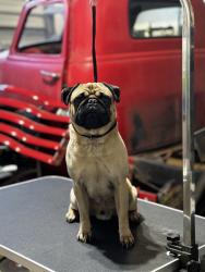 Lost Male Dog last seen Bow dr, Copperopolis, CA 95228