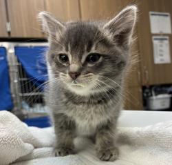 Shelter Stray Female Cat last seen SE 113th and SE Division, OR, 1700 W Historic Columbia River Hwy, Troutdale, OR 97060, USA