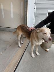 Found/Stray Male Dog last seen Windy Willow Ln, Dallas, NC 28034