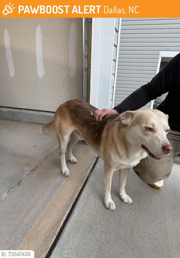 Found/Stray Male Dog last seen Windy Willow Ln, Dallas, NC 28034