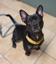 Shelter Stray Male Dog last seen FAIRVIEW, OR, 97024, 1700 W Historic Columbia River Hwy, Troutdale, OR 97060, USA