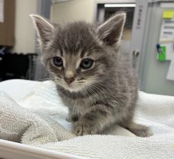 Shelter Stray Male Cat last seen SE 113th and SE Division, OR, 1700 W Historic Columbia River Hwy, Troutdale, OR 97060, USA