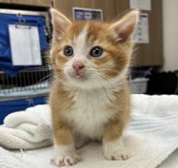 Shelter Stray Male Cat last seen SE 113th and SE Division, OR, 1700 W Historic Columbia River Hwy, Troutdale, OR 97060, USA