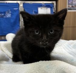 Shelter Stray Male Cat last seen SE 113th and SE Division, OR, 1700 W Historic Columbia River Hwy, Troutdale, OR 97060, USA