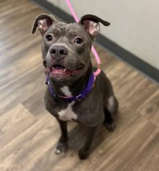 Shelter Stray Female Dog last seen Near Market St., San Diego, CA, 92101, 5500 Gaines St, San Diego, CA 92110, USA