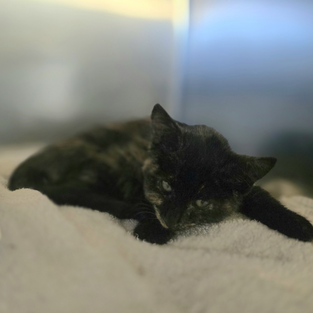 Shelter Stray Female Cat last seen Near N Livermore, LIVERMORE, CA, 94551, 4651 Gleason Dr, Dublin, CA 94568, USA