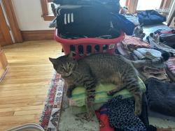Lost Female Cat last seen 32nd and 3rd Ave s, Minneapolis, MN 55408