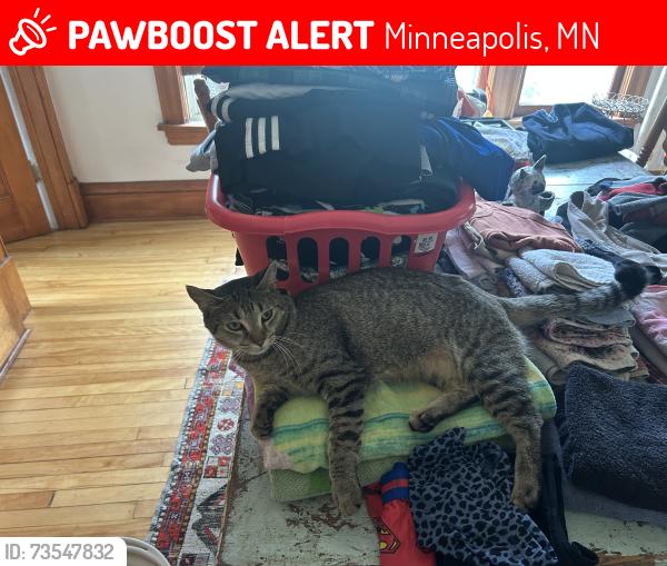 Lost Female Cat last seen 32nd and 3rd Ave s, Minneapolis, MN 55408