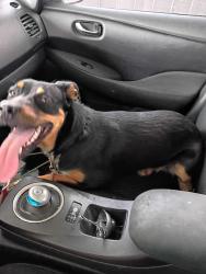 Reunited Female Dog last seen Near W Latham Ave, Hemet, CA 92543, USA, Hemet, CA 92543