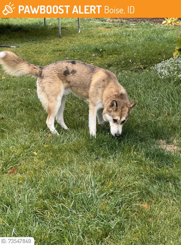 Found/Stray Unknown Dog last seen In the Borah neighborhood, Boise, ID 83709
