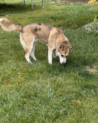 Found/Stray Unknown Dog last seen In the Borah neighborhood, Boise, ID 83709
