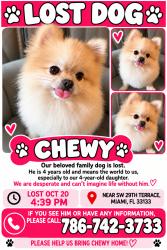 Lost Male Dog last seen Dixie hwy, Miami, FL 33133