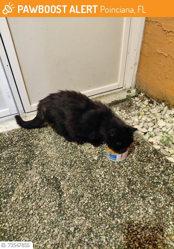 Found/Stray Female Cat last seen San Lorenzo Road, Poinciana, FL 34758