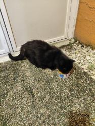 Found/Stray Female Cat last seen San Lorenzo Road, Poinciana, FL 34758