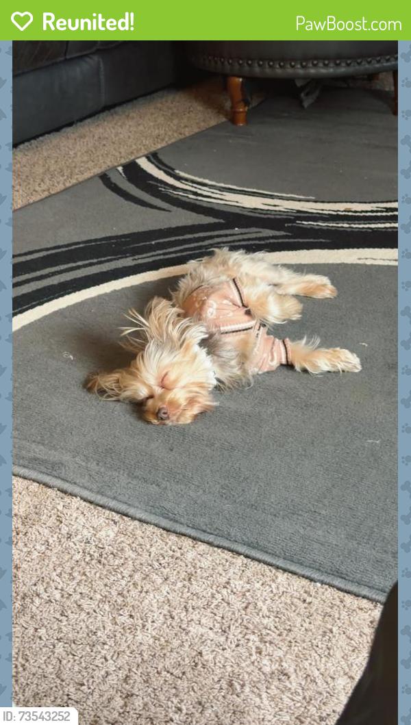 Reunited Female Dog last seen Bramble dr & Guess Rd, Durham, NC 27712