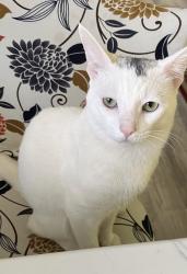 Lost Male Cat last seen hicksville, Hicksville, NY 11801