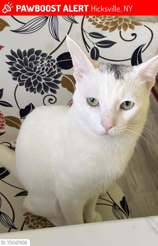 Lost Male Cat last seen hicksville, Hicksville, NY 11801