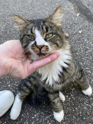 Found/Stray Male Cat last seen Middle creek walking trail, Farmington, MN 55024