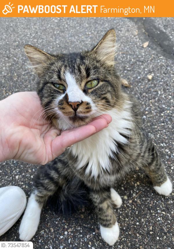 Found/Stray Male Cat last seen Middle creek walking trail, Farmington, MN 55024